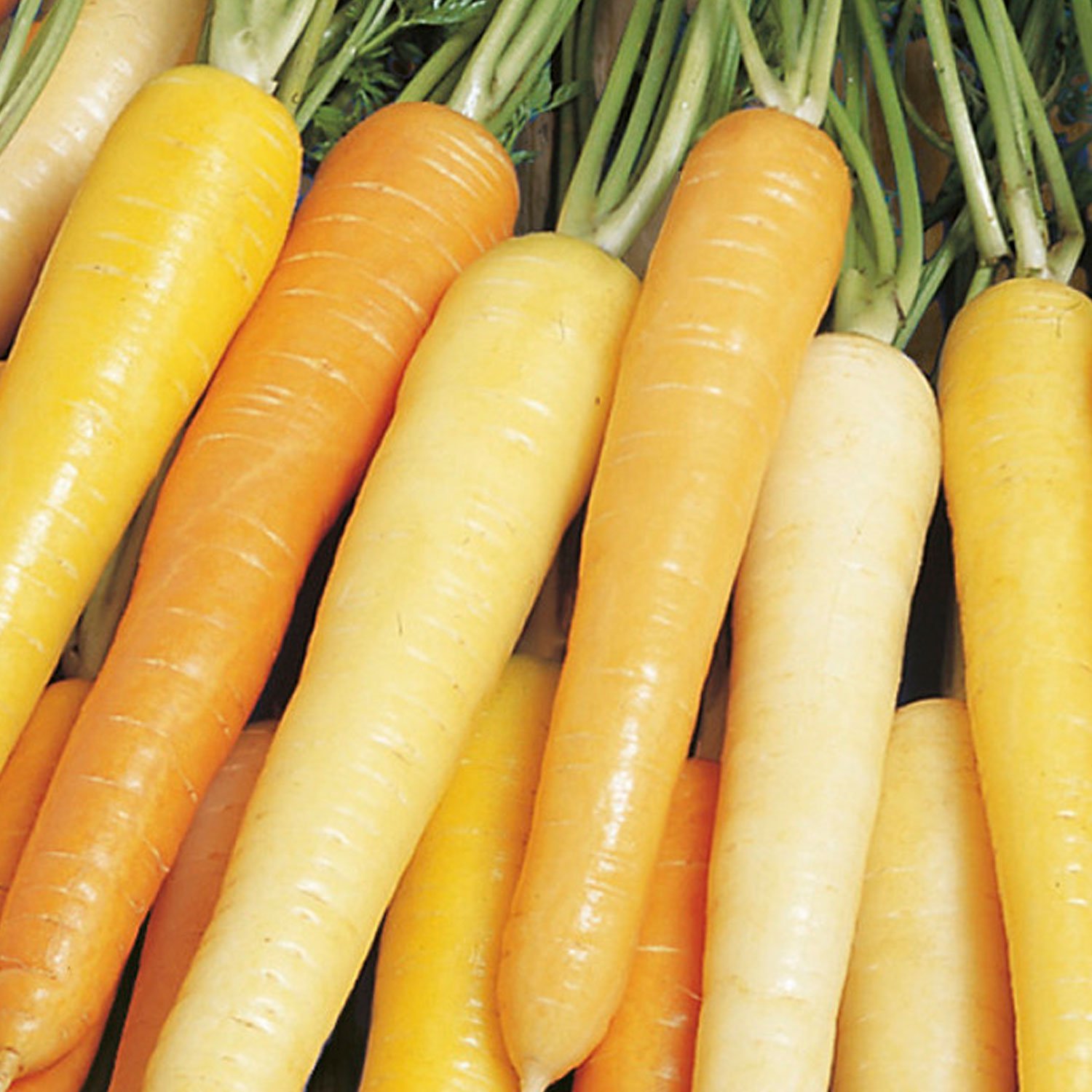 Johnsons Rainbow F1 Carrot Seeds Image 1