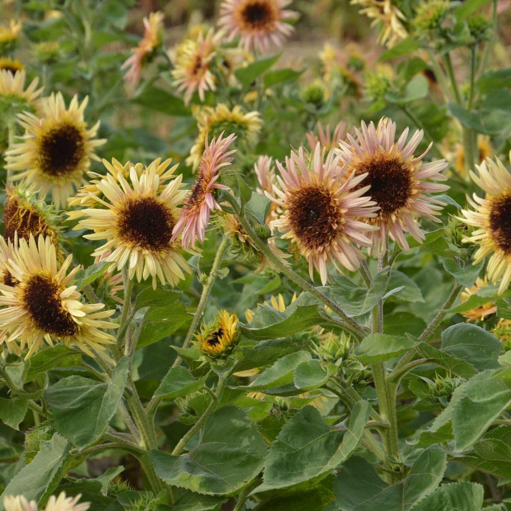 Thompson and Morgan Sunflower Helianthus Annuus Astra Rose Seed Packet Image 3