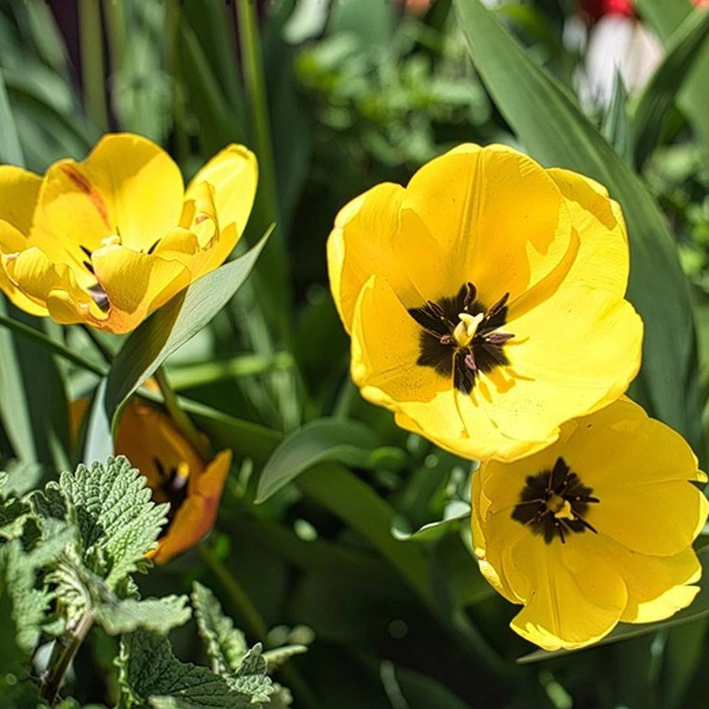Thompson and Morgan Tulip Darwin Hybrid Golden Apeldoorn Autumn Planting Bulb 32 Pack Image 4
