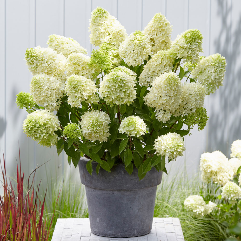 YouGarden Hydrangea Pan Skyfall Plant Pot Image 2