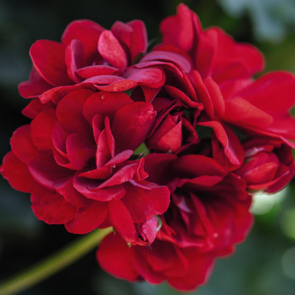 Thompson and Morgan Nurserymans Choice Geranium Jumbo Plant Plugs 10 Pack Image 7