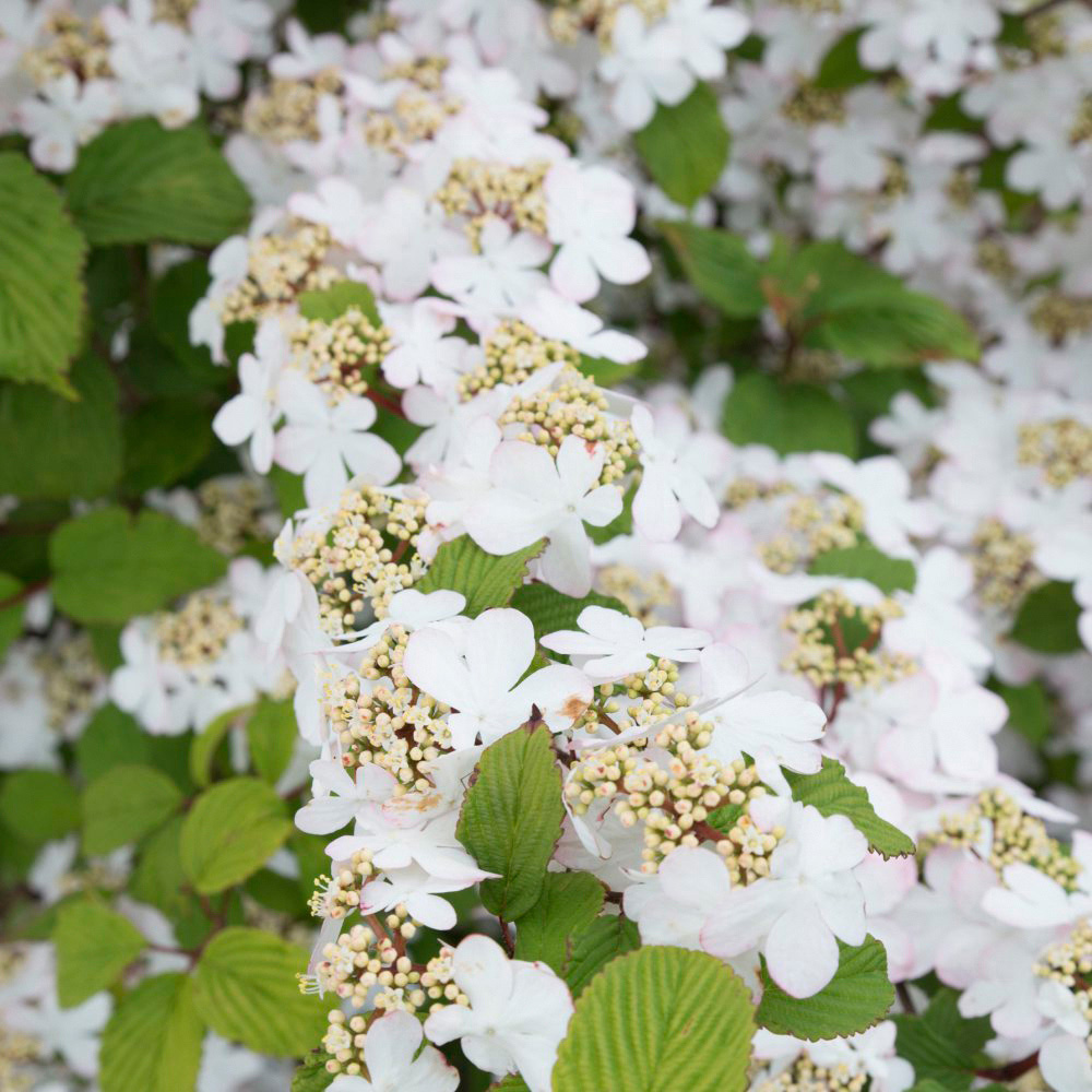 Thompson and Morgan Viburnum Kilimanjaro Sunrise Plant Pot 3L Image 3