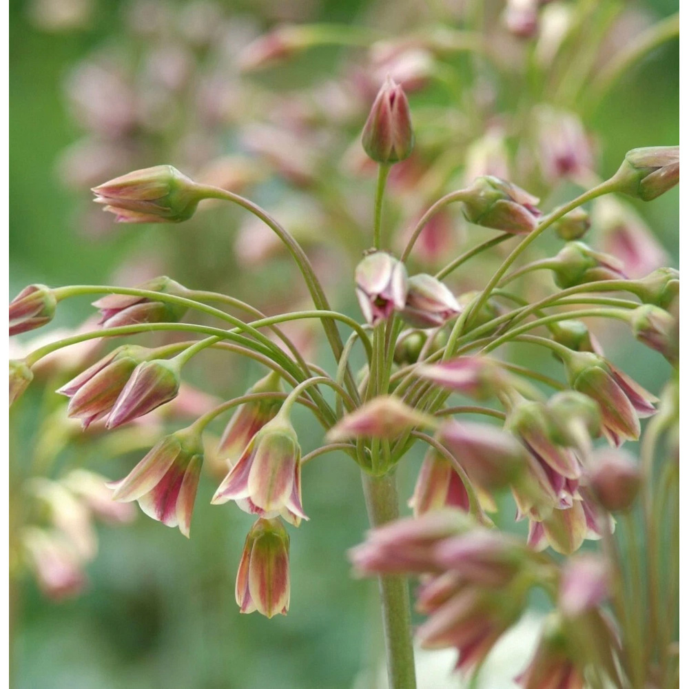 Thompson and Morgan Nectaroscordum Siculum Autumn Planting Bulb 20 Pack Image 2