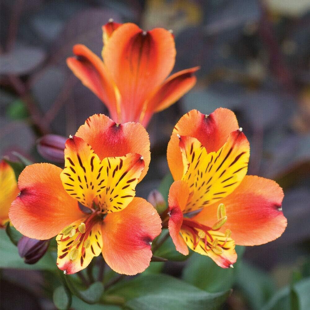 Thompson and Morgan Alstroemeria Summer Duo Jumbo Plug Plant 4 Pack Image 3