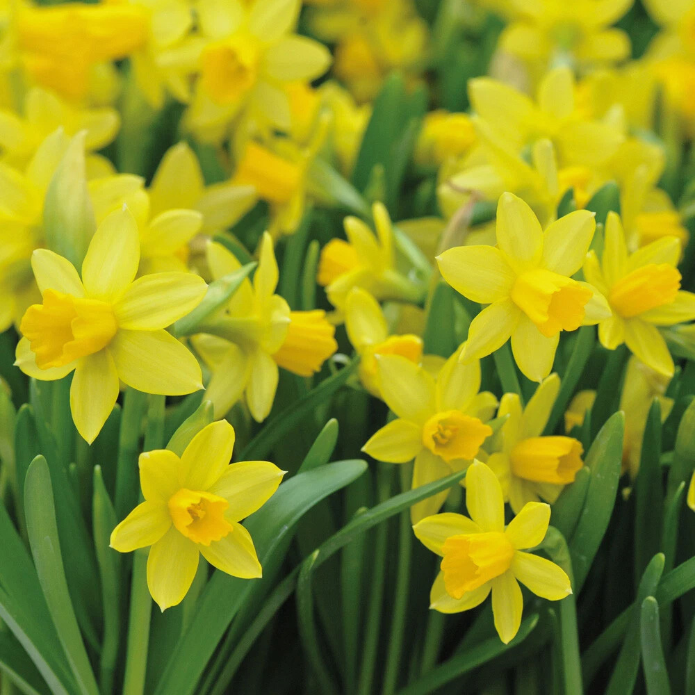 Thompson and Morgan Daffodil Tete-a-Tete Autumn Planting Bulb 80 Pack Image 3