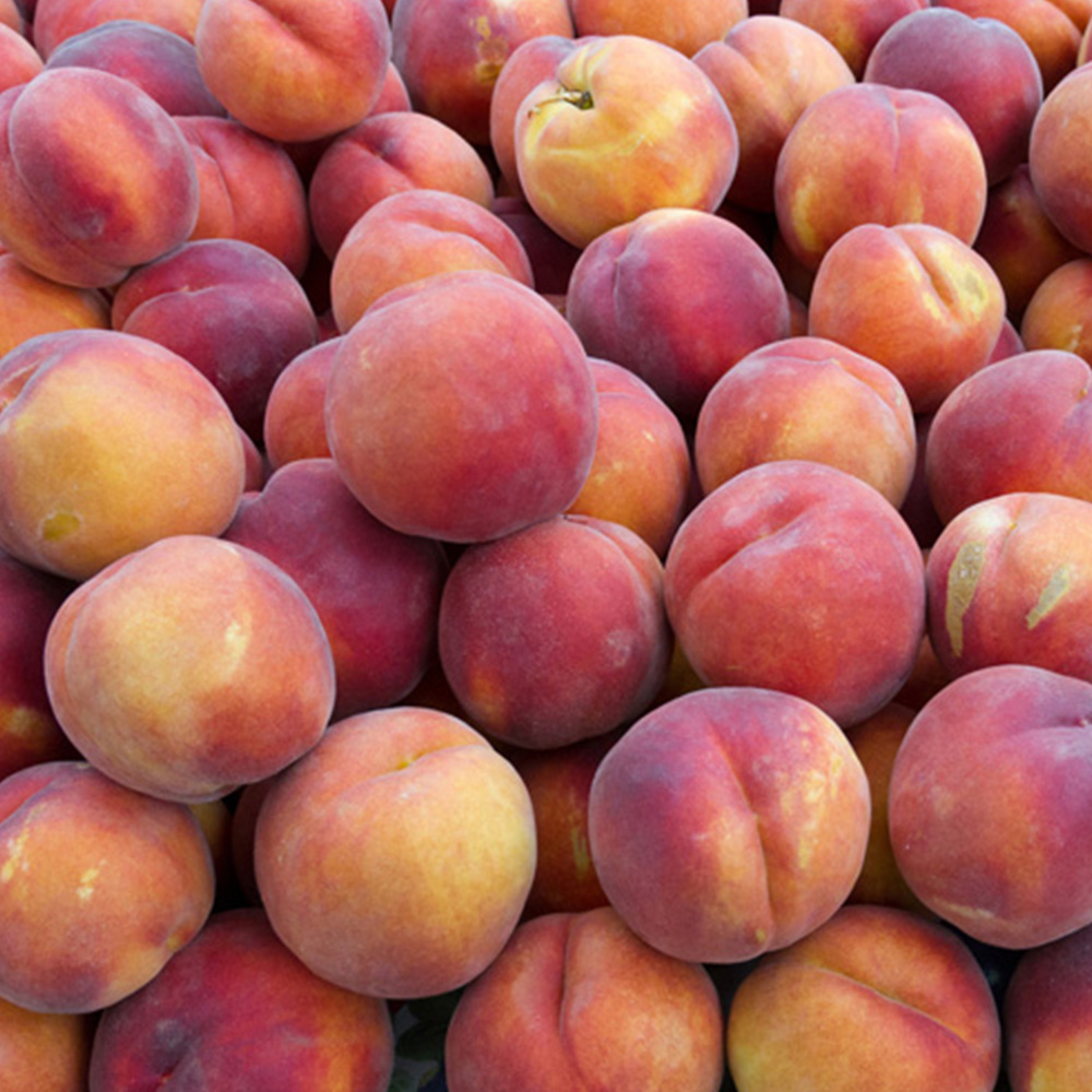 YouGarden Patio Peach Crimson Bare Root Tree 2 Pack Image 1