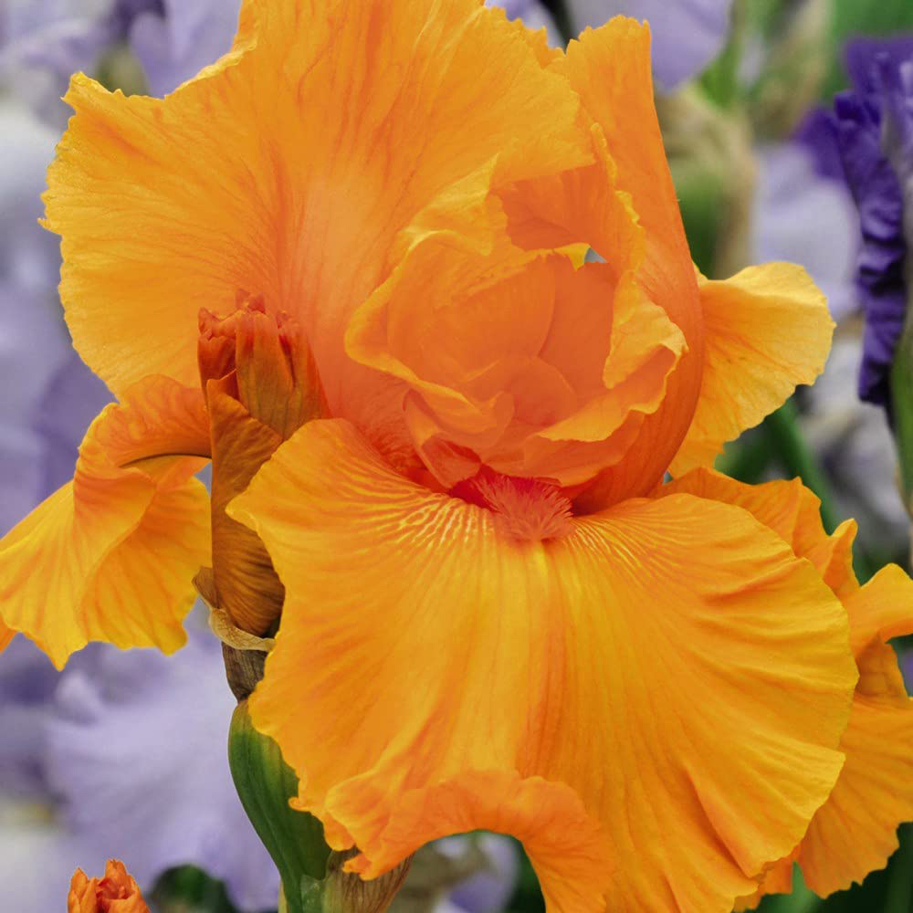 Thompson and Morgan Iris Orange Harvest Rhizome Image 2