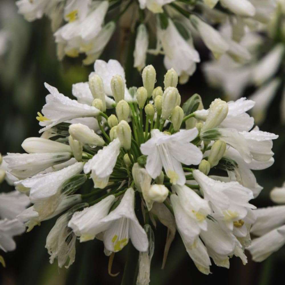 Thompson and Morgan Agapanthus Ever White Plant Pot 2.5L Image 2