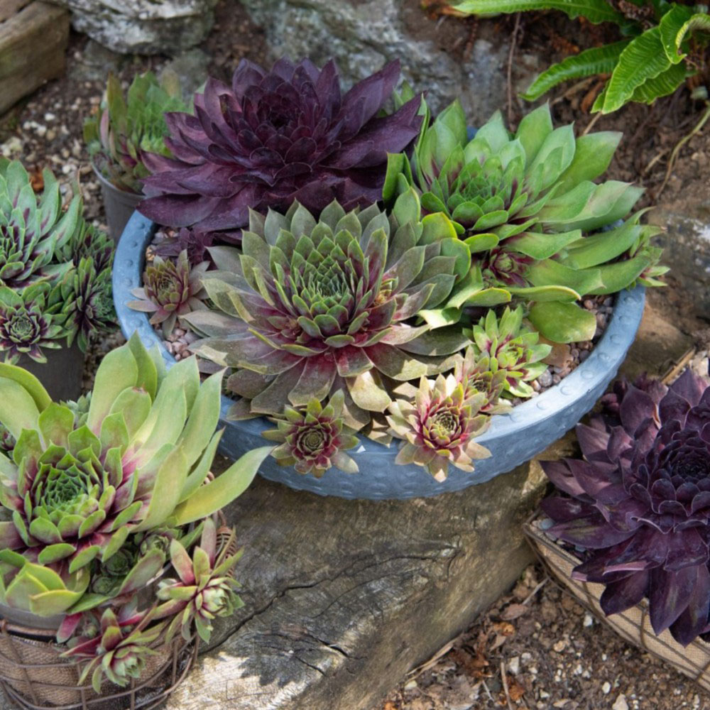 Thompson & Morgan Sempervivum Mixed Potted Plant 5.5cm 3 Pack Image 3