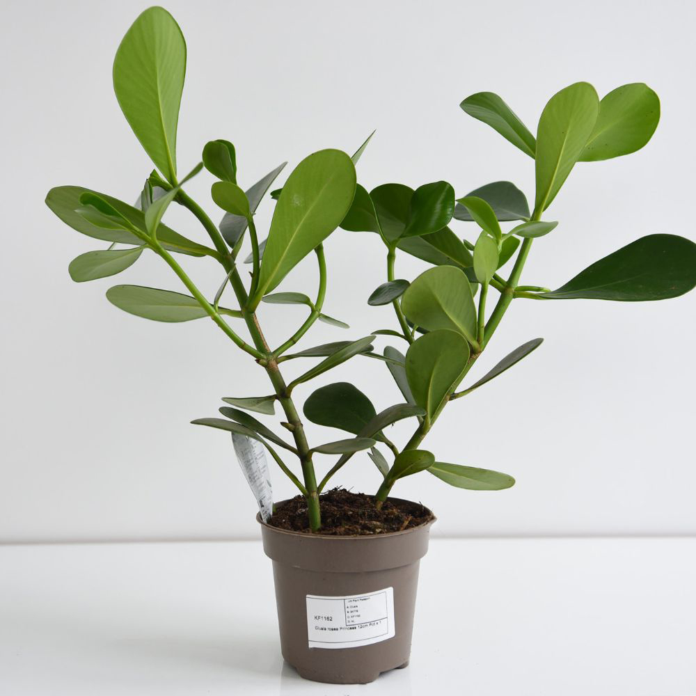 Thompson and Morgan Clusia Rosea Princess Potted Plant 12cm 2 Pack Image 5