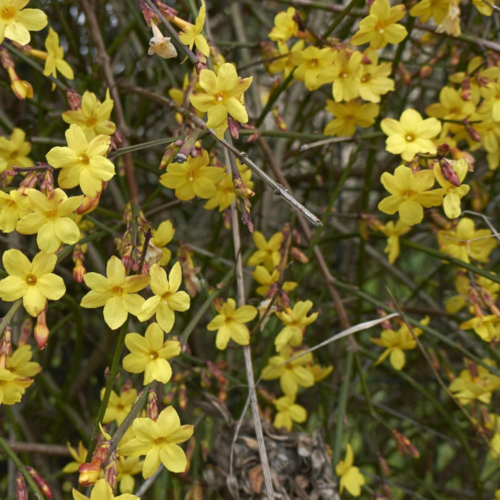 Thompson and Morgan Jasmine Nudiflorum Tower Plant Pot 9cm 2 Pack Image 3
