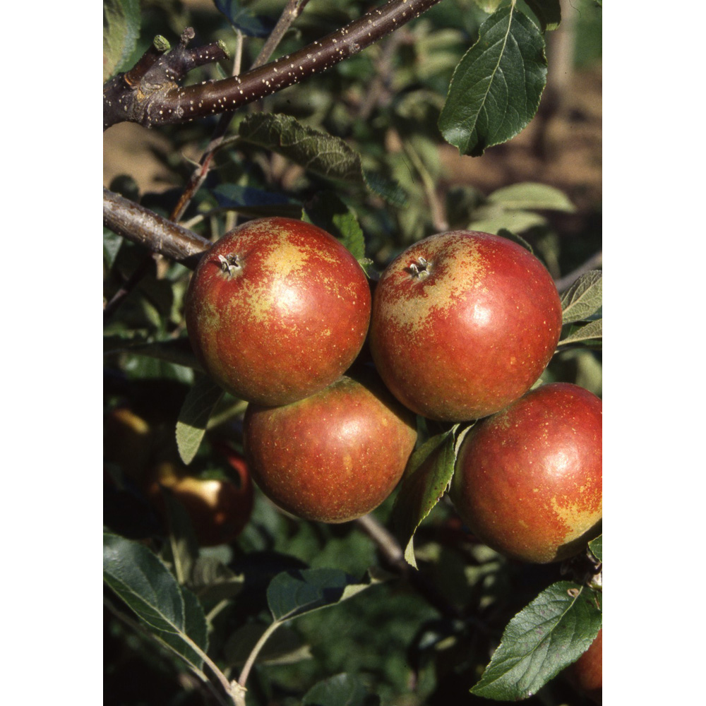 Frank P Matthews Trees Apple Malus Cox Self Fertile M26 Maiden Tree Image 2