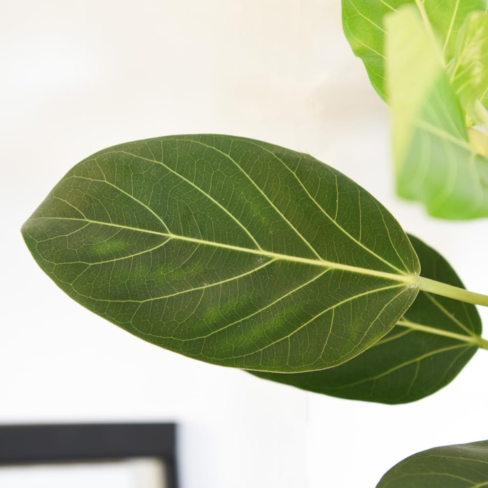 Thompson and Morgan Ficus Benghalensis Audrey Braided Stem Plant Pot 27cm Image 3