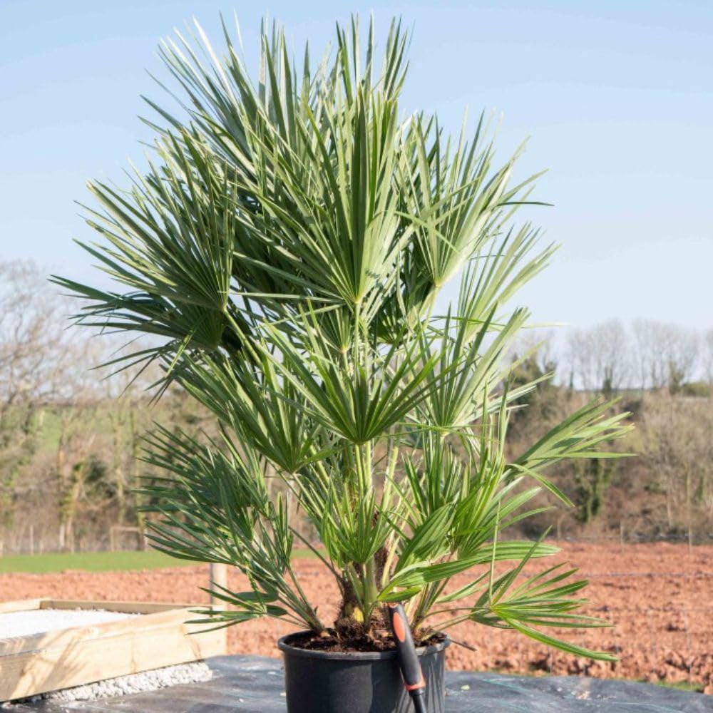 Thompson and Morgan Chamaerops Humilis Plant Pot 20L Image 2