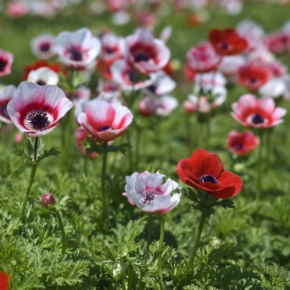 Thompson and Morgan Anemone Rainbow Collection Planting Bulb 600 Pack Image 5