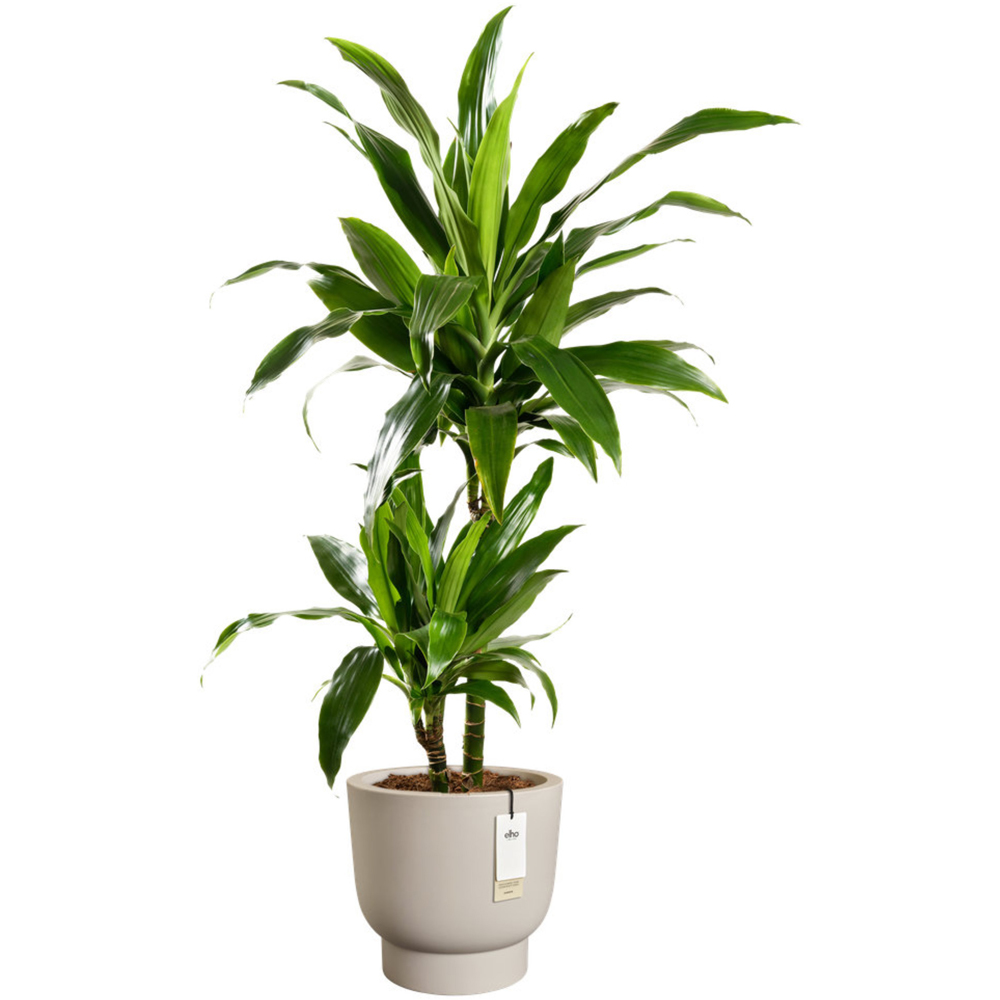 elho Amber Beige Grail Plastic Plant Pot 40cm Image 3