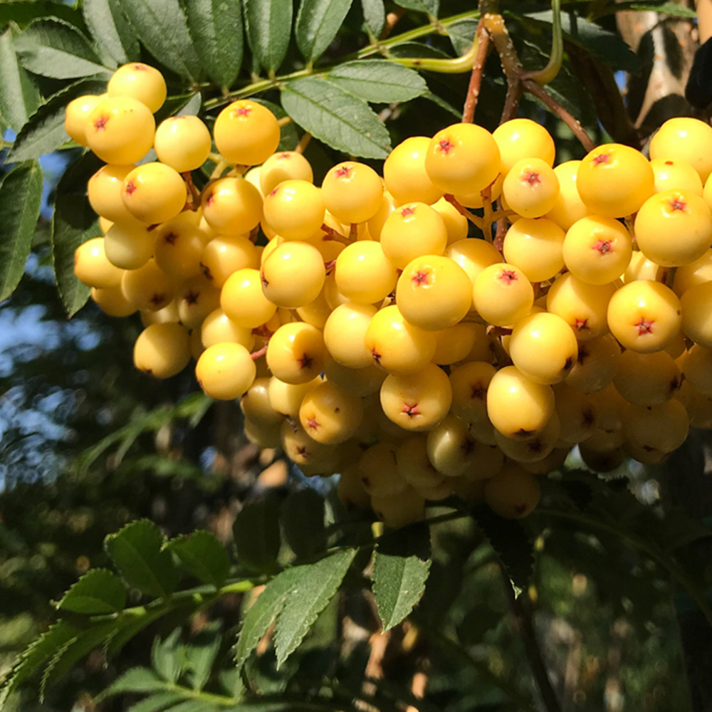 Frank P Matthews Trees Sorbus Joseph Rock Maiden Tree Image 2