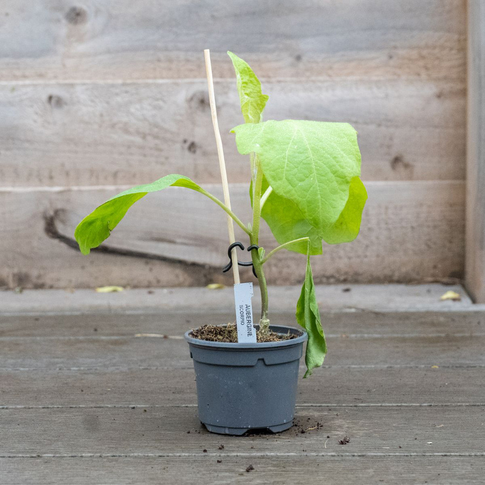 Thompson and Morgan Aubergine Scorpio Grafted Potted Plant 9cm Image 6