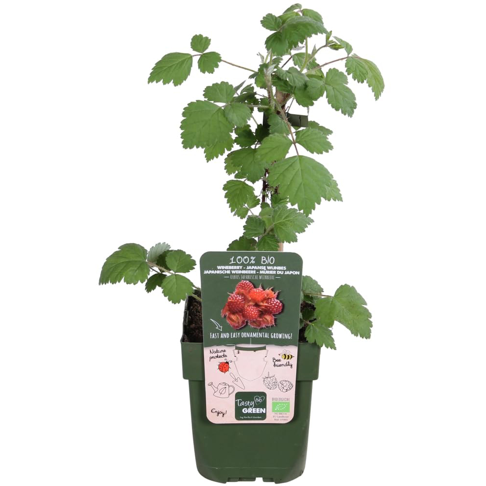 Thompson and Morgan Rubus Raspberry Idaeus Willamette Plant Pot 15cm 2 Pack Image 2