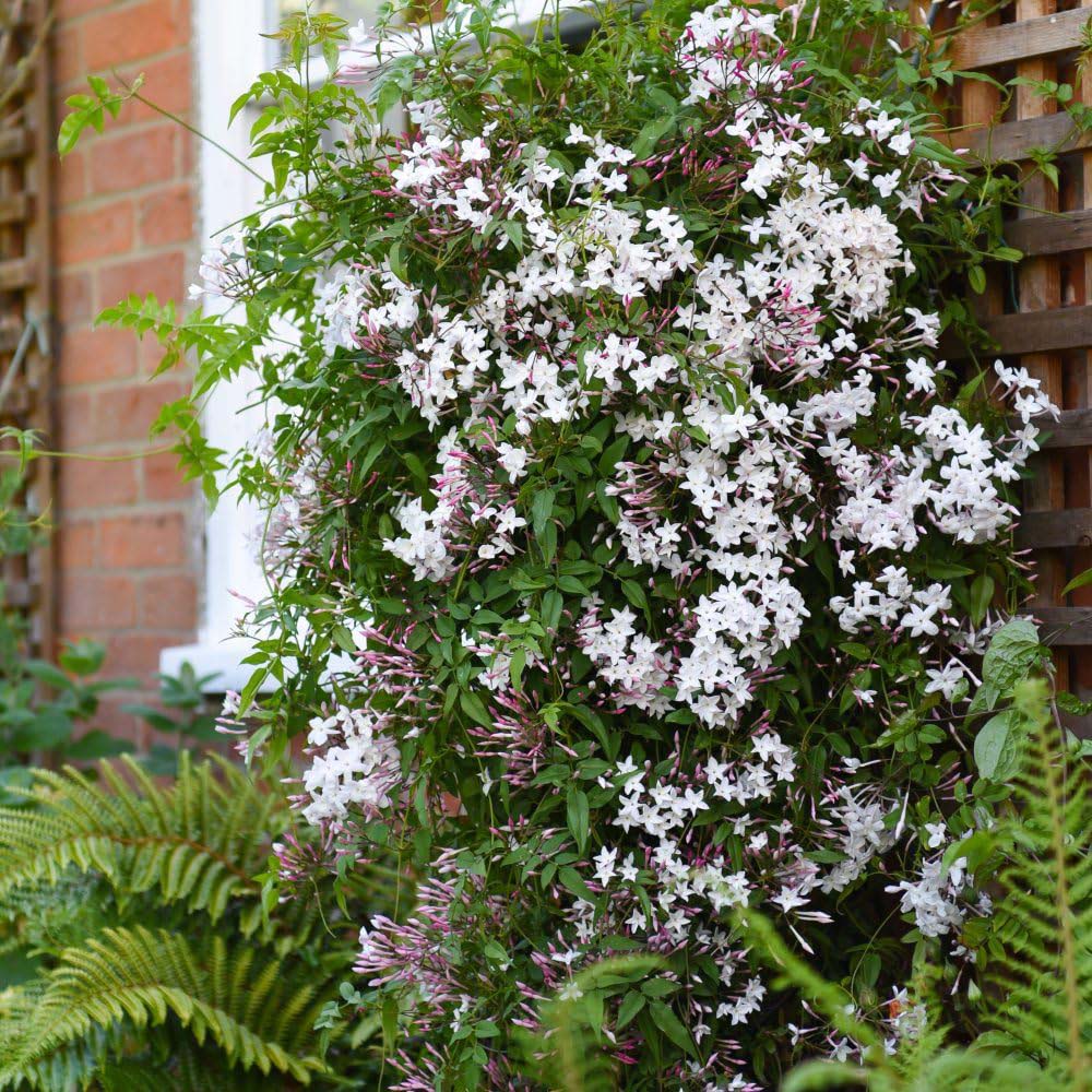 Thompson and Morgan Jasminum polyanthum Starry Summer Night Plant Pot 9cm Image 2