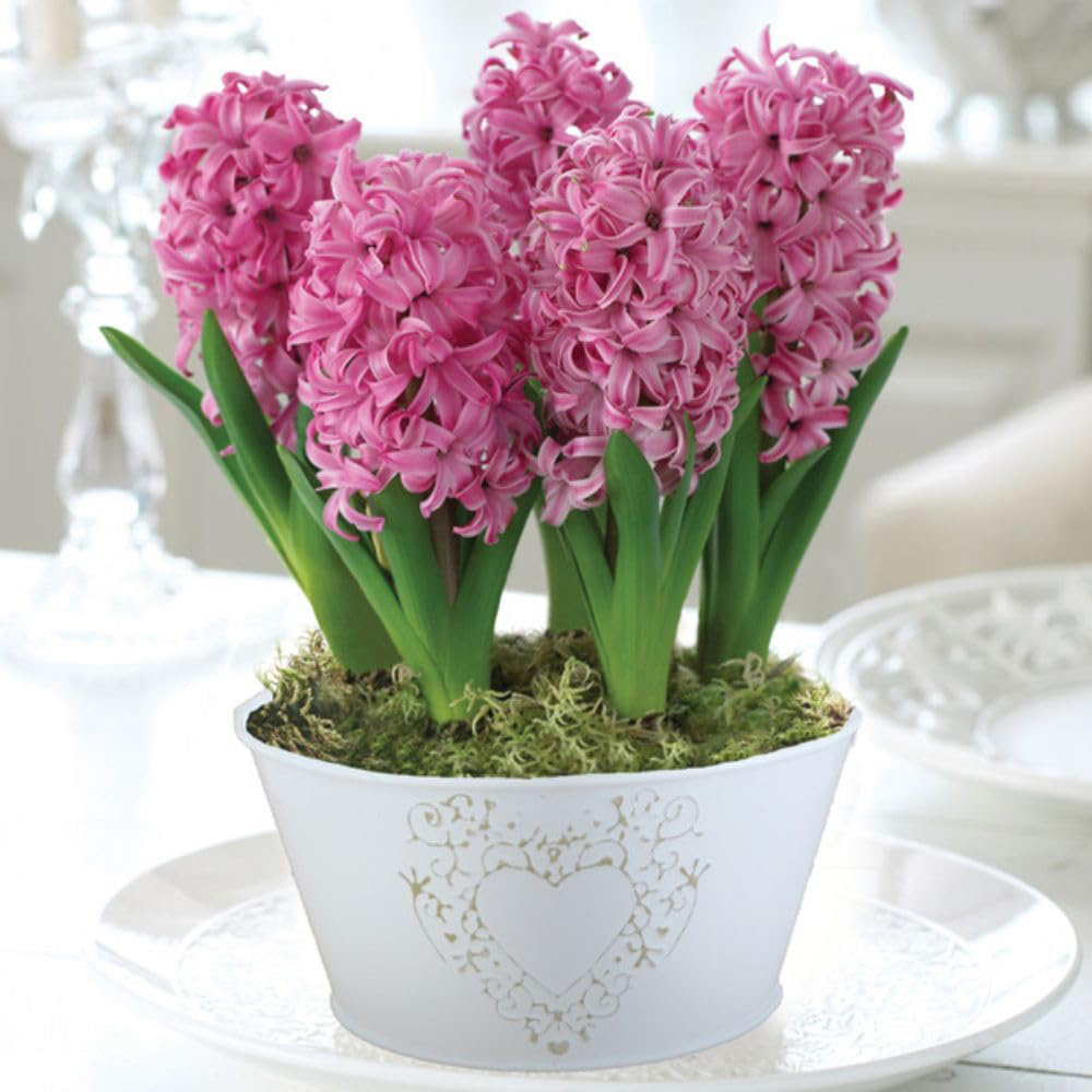 Thompson and Morgan Christmas Gift Hyacinth Scented Pink Pearl 5 Planting Bulb in Pot 16cm Image 7