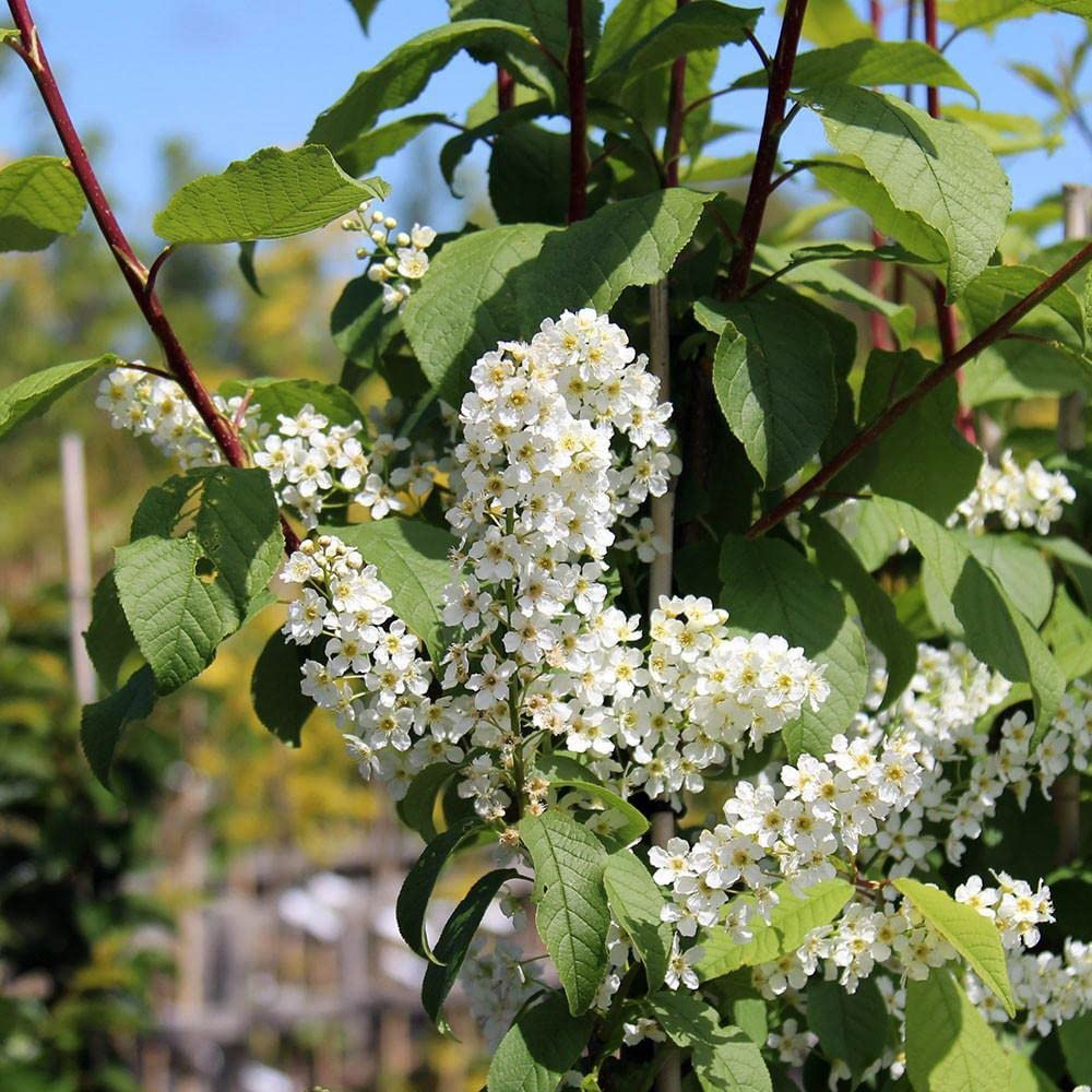 Inspirational Gifting Bird Cherry Bare Root Hedge Plant Sapling 3-4ft 20 Pack Image 3