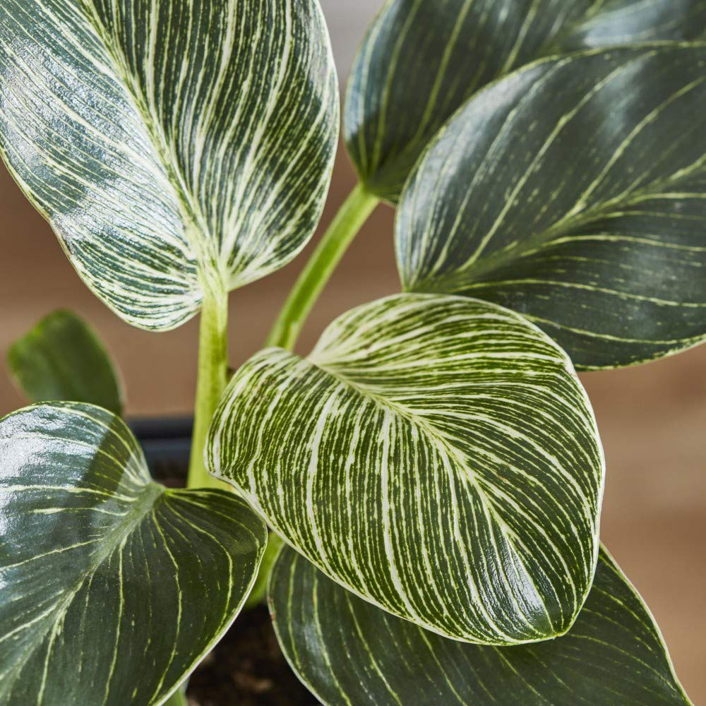 Thompson & Morgan Philodendron White Measure Potted Plant 11cm Image 3