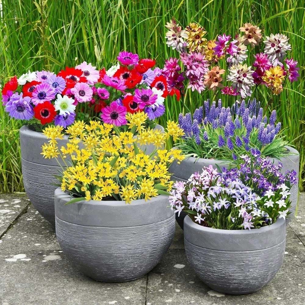Thompson and Morgan Mixed Collection Planting Bulb 800 Pack Image 2