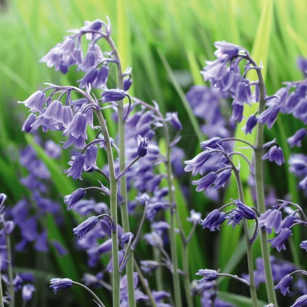 Thompson and Morgan English Bluebell Hyacinthoides Non-Scripta Autumn Planting Bulb 8 Pack Image 3