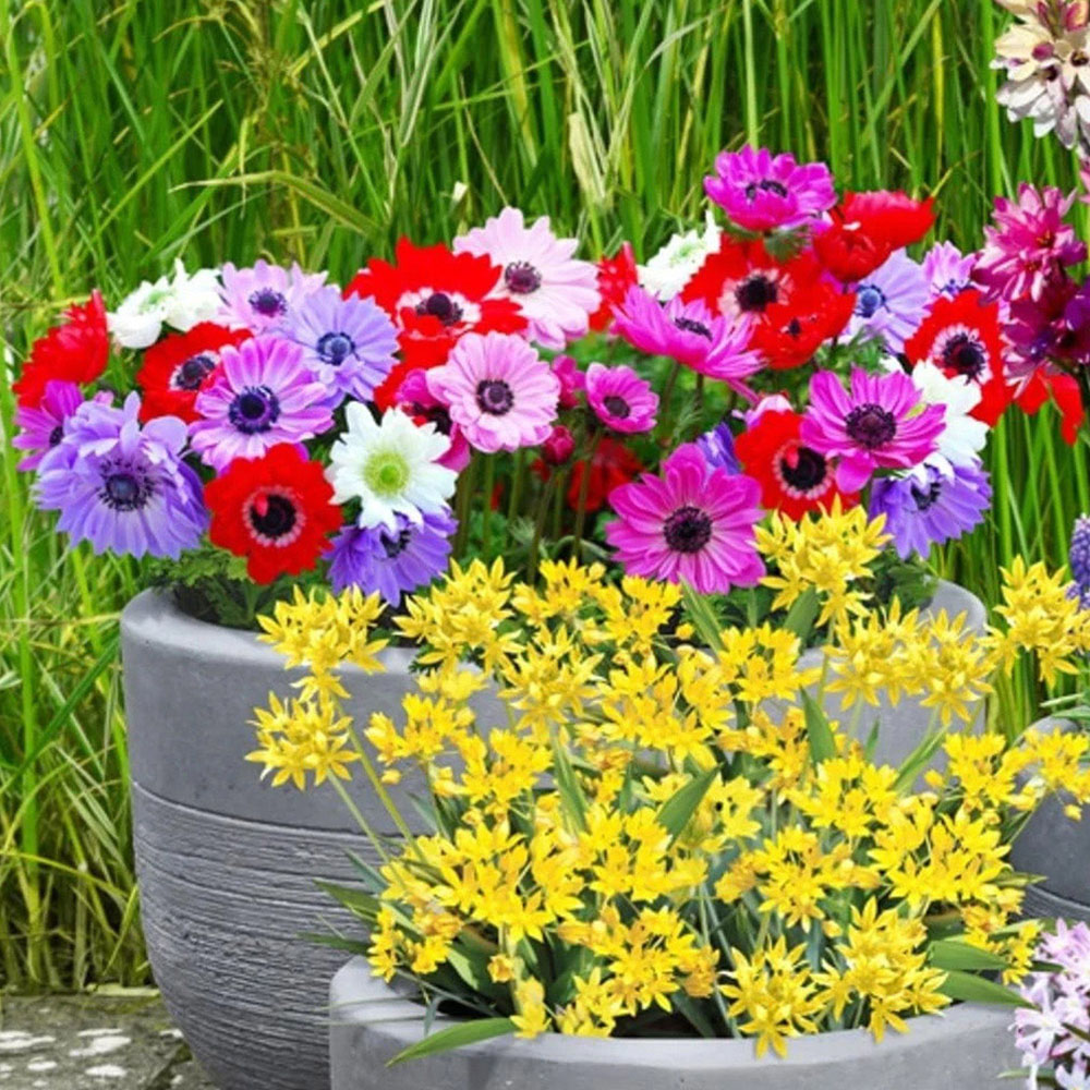 Thompson and Morgan Anemone St Brigid Doubles Planting Bulb 100 Pack Image 3