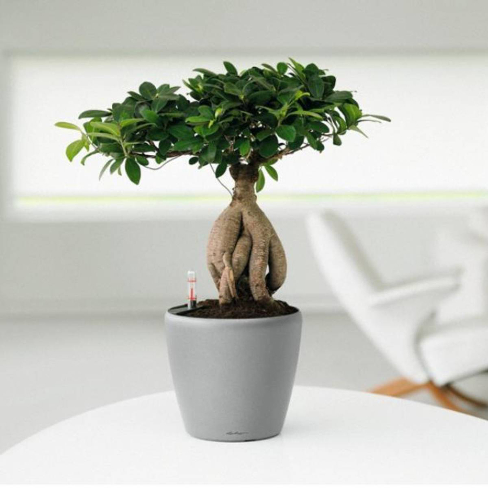 Lechuza Classico Silver Polyresin Self Watering Planter 21cm 2 Pack Image 2