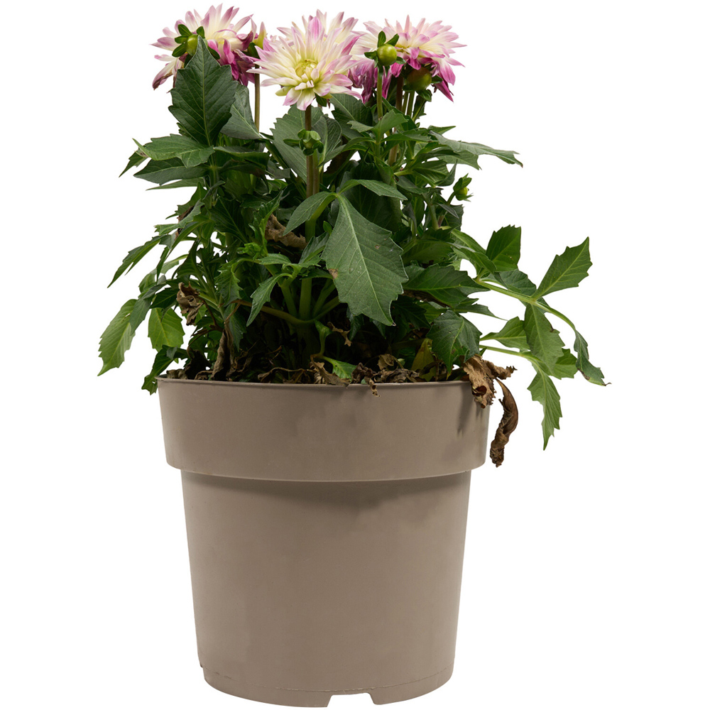 Dahlia XXL Mixed Plant Image 3