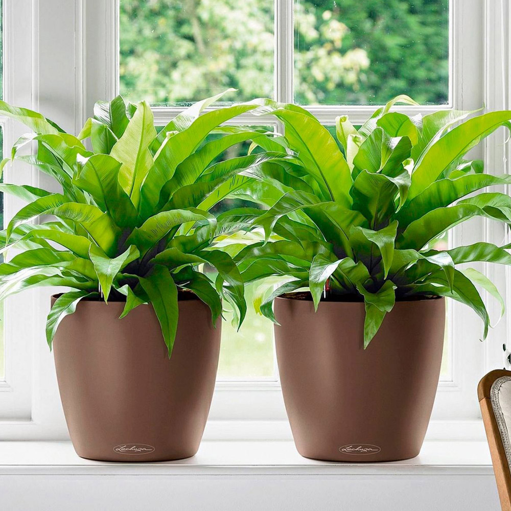 Lechuza Classico Nutmeg Poly-Resin Self-Watering Planter 21cm 2 Pack Image 2