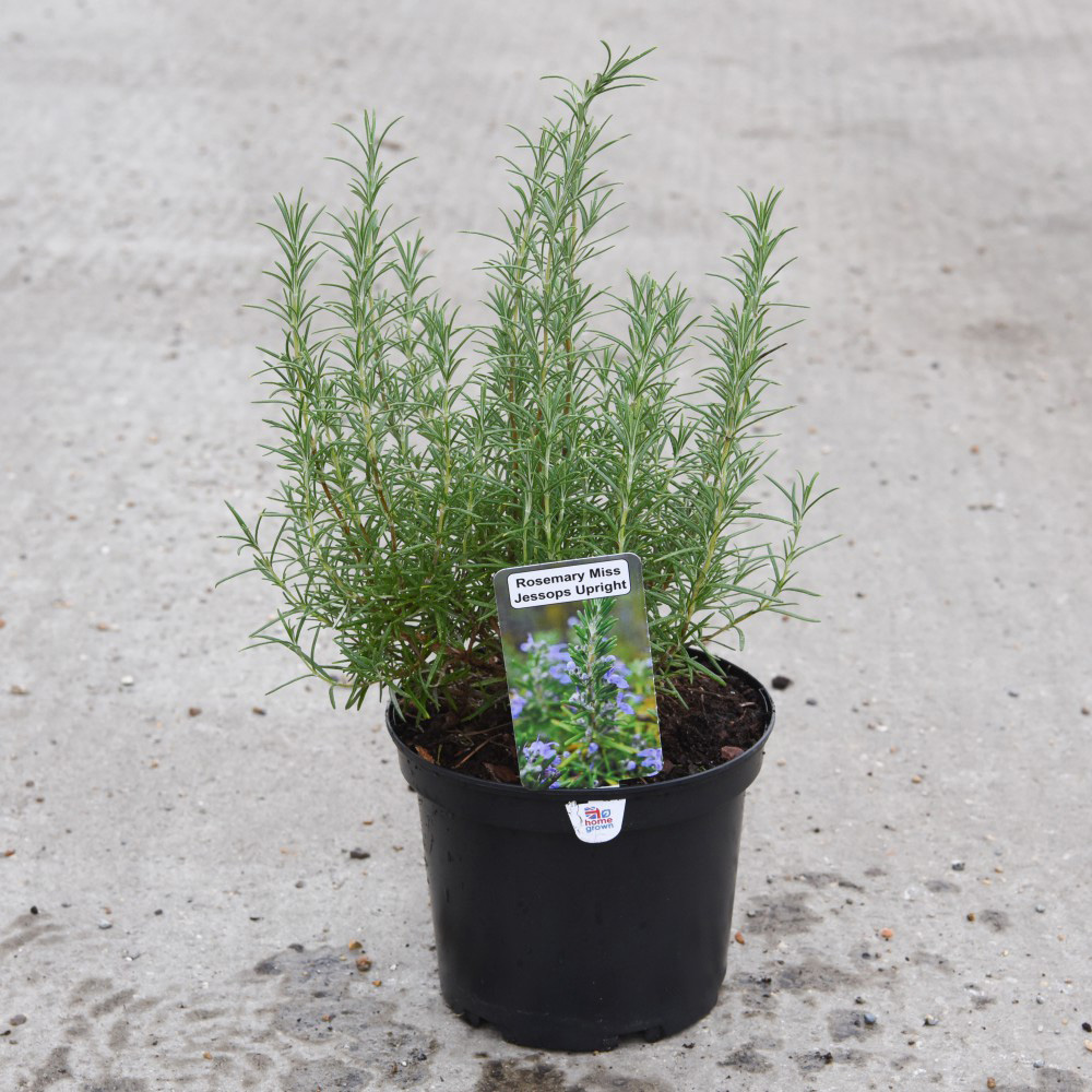 Thompson and Morgan Rosemary Miss Jessop's Upright Plant Pot 3L 2 Pack Image 3