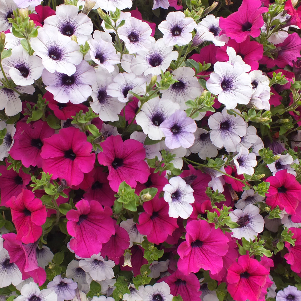 Thompson and Morgan Petunia Surfinia Preplanted Hanging Basket 20cm Image 6