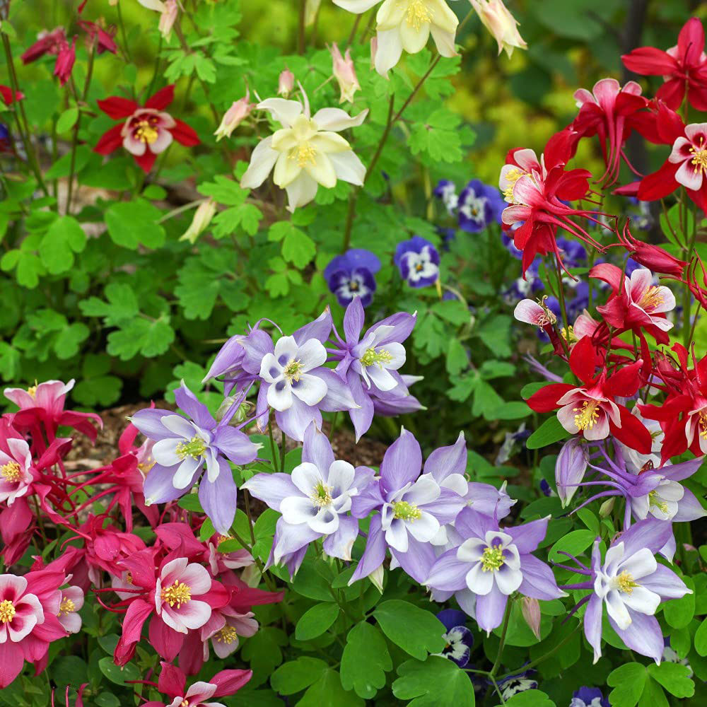 Thompson and Morgan Aquilegia Mrs Scott Elliott Plant Plug 48 Pack Image 2