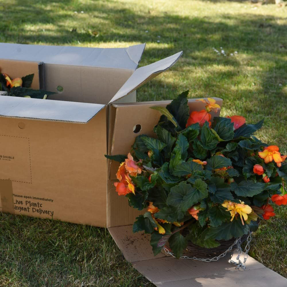Thompson and Morgan Begonia Apricot Shades Preplanted Hanging Basket 35cm 2 Pack Image 4