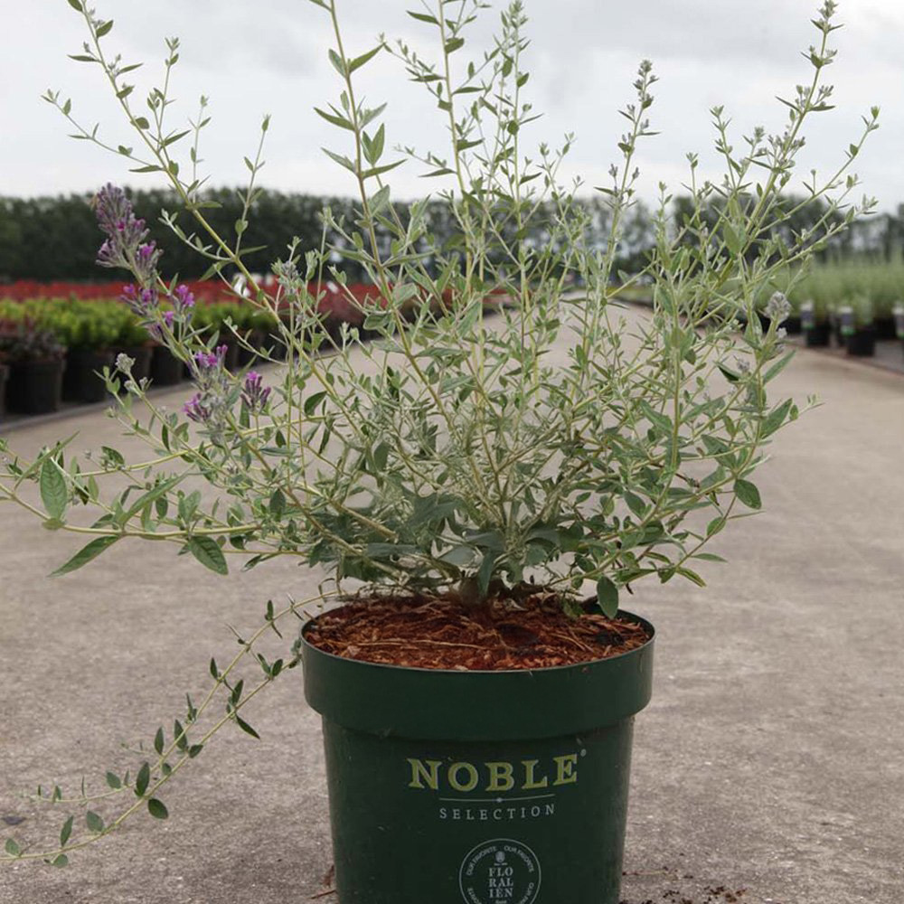 Thompson and Morgan Buddleja Alternifolia Unique Plant Pot 3.6L Image 4