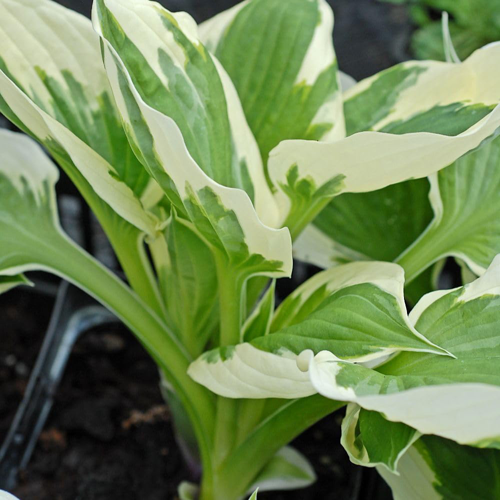 Thompson and Morgan Hosta Hybrid Minute Man Plant Pot 9cm 3 Pack Image 2