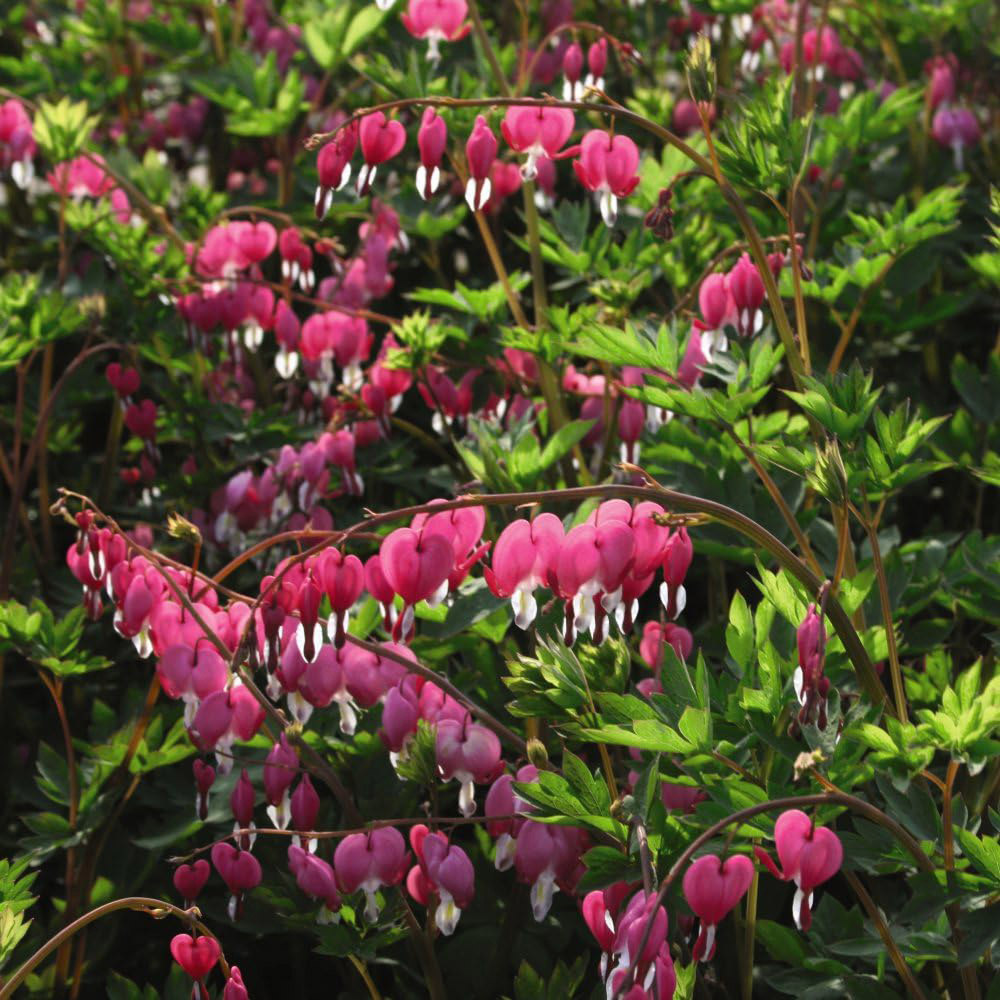 Thompson and Morgan Dicentra Spectabilis Bleeding Heart Pink Plant Pot 9cm Image 3