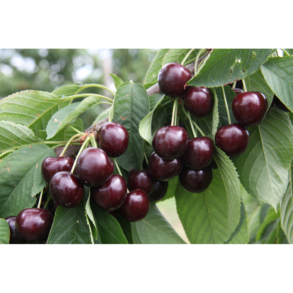 Frank P Matthews Trees Cherry Prunus Sweetheart Colt Maiden Tree Image 2