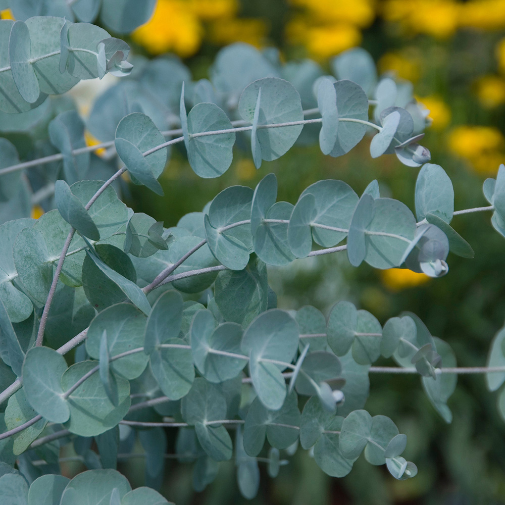 YouGarden Eucalyptus Cinerea Plant Pot 24cm Image 3