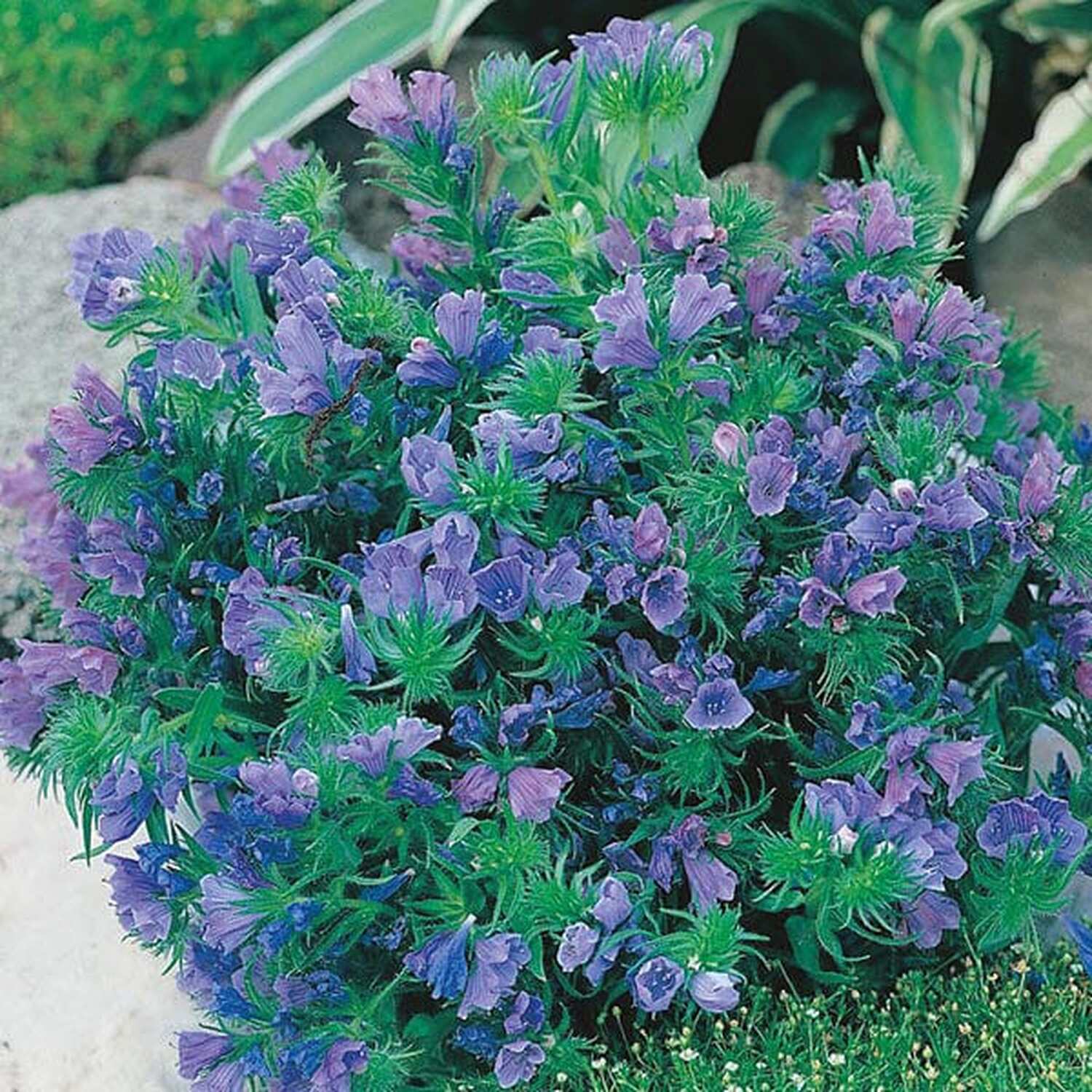 Echium Blue Bedder Seeds Image 2