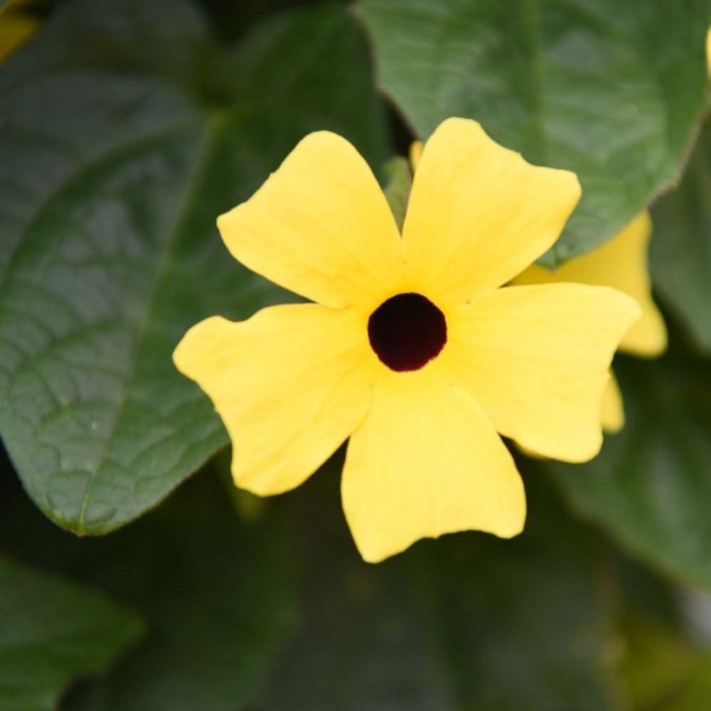 Thompson and Morgan Thunbergia Sunny Susy Collection Jumbo Plug Plant 10 Pack Image 8