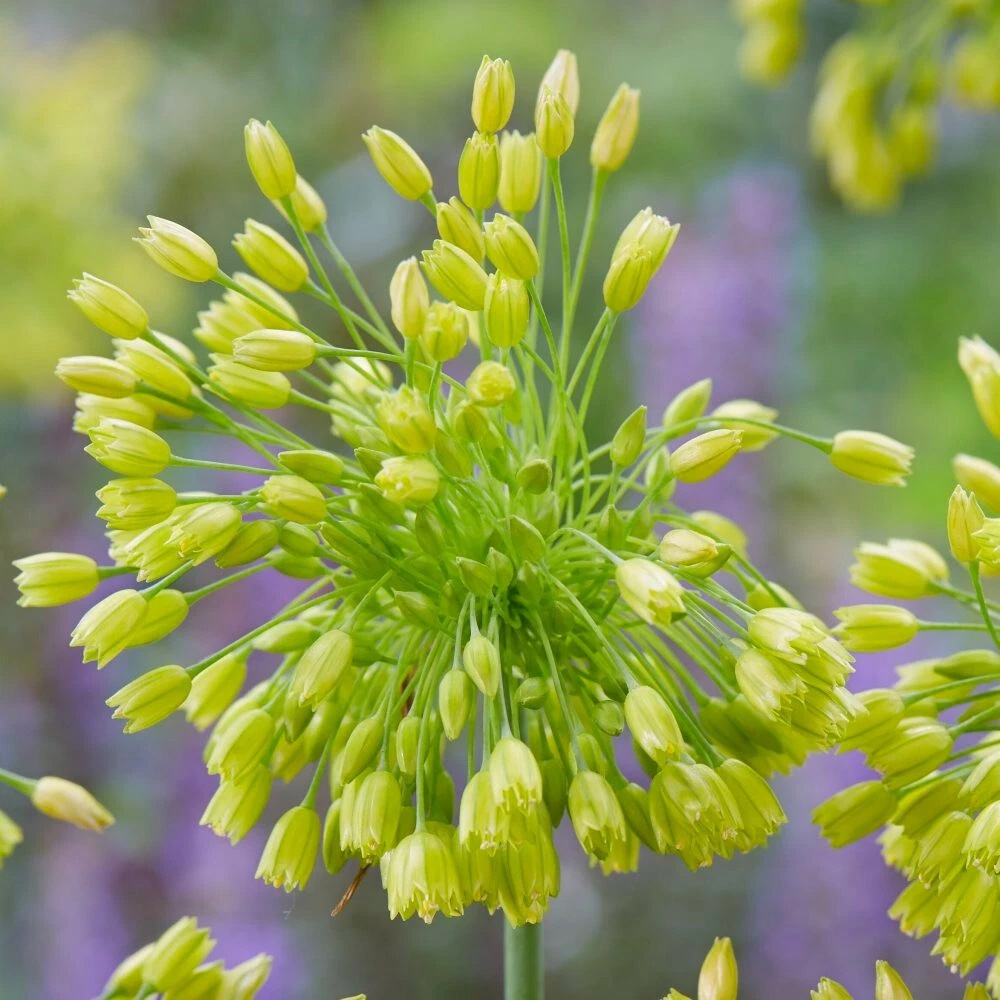 Thompson and Morgan Allium Yellow Fantasy Planting Bulb 3 Pack Image 3