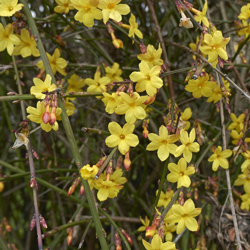 Thompson and Morgan Winter Jasmine Plant Pot 9cm 3 Pack Image 2