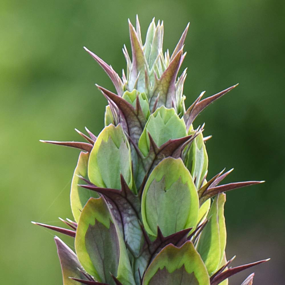 Thompson and Morgan Acanthus Mollis Potted Plant 9cm Image 2
