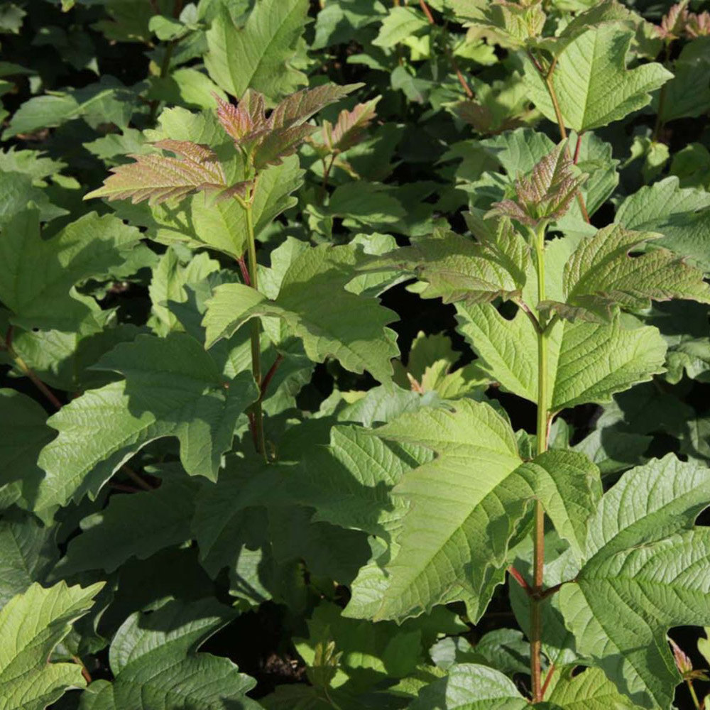 Thompson and Morgan Viburnum Trilobum Wentworth Plant in Pot 12L Image 3