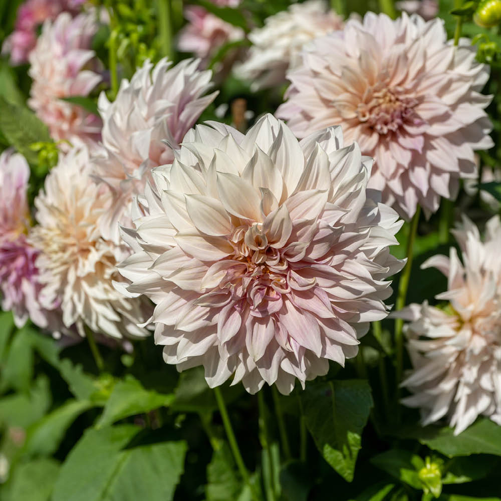 YouGarden Cafe Au Lait Dahlia Tuber 3 Pack Image 1