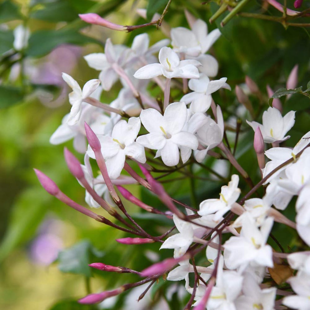 Thompson and Morgan Jasminum Polyanthum Starry Starry Night Plant Pot 9cm 2 Pack Image 4